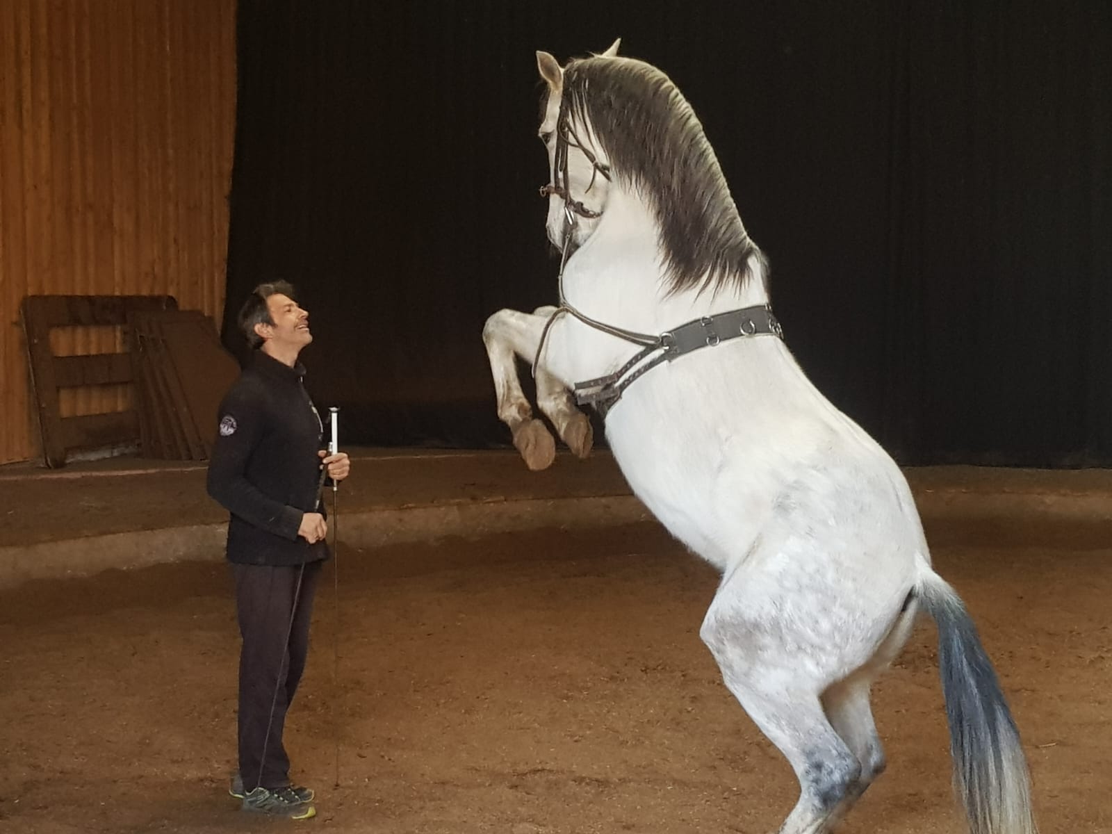 Travail équestre avec un cheval blanc cabré lors d’une formation professionnelle
