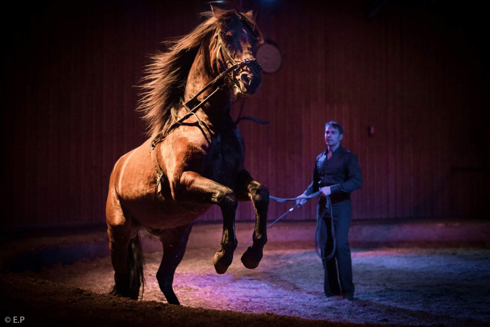 Cheval cabré lors d’un spectacle équestre avec un artiste en piste